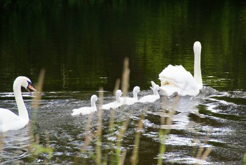 Schwaene auf der Sauer Bild Nr.049